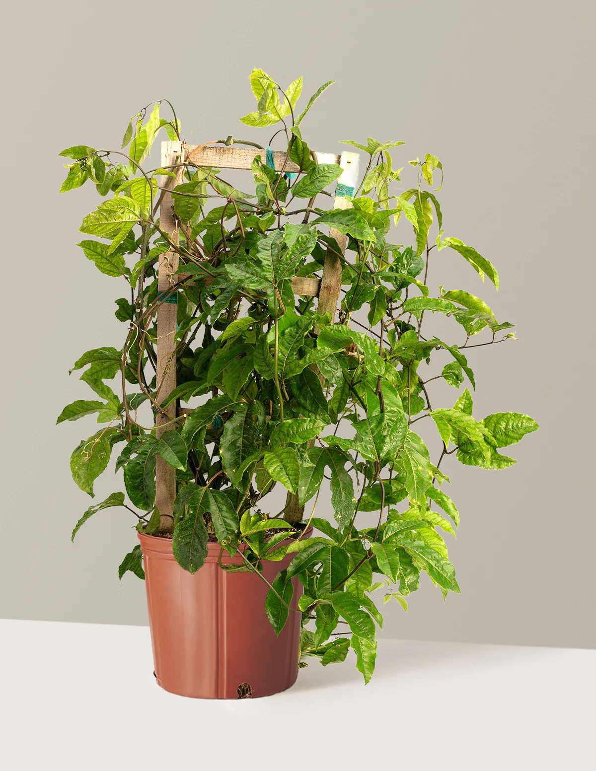 Passion Fruit Vine - Image 3