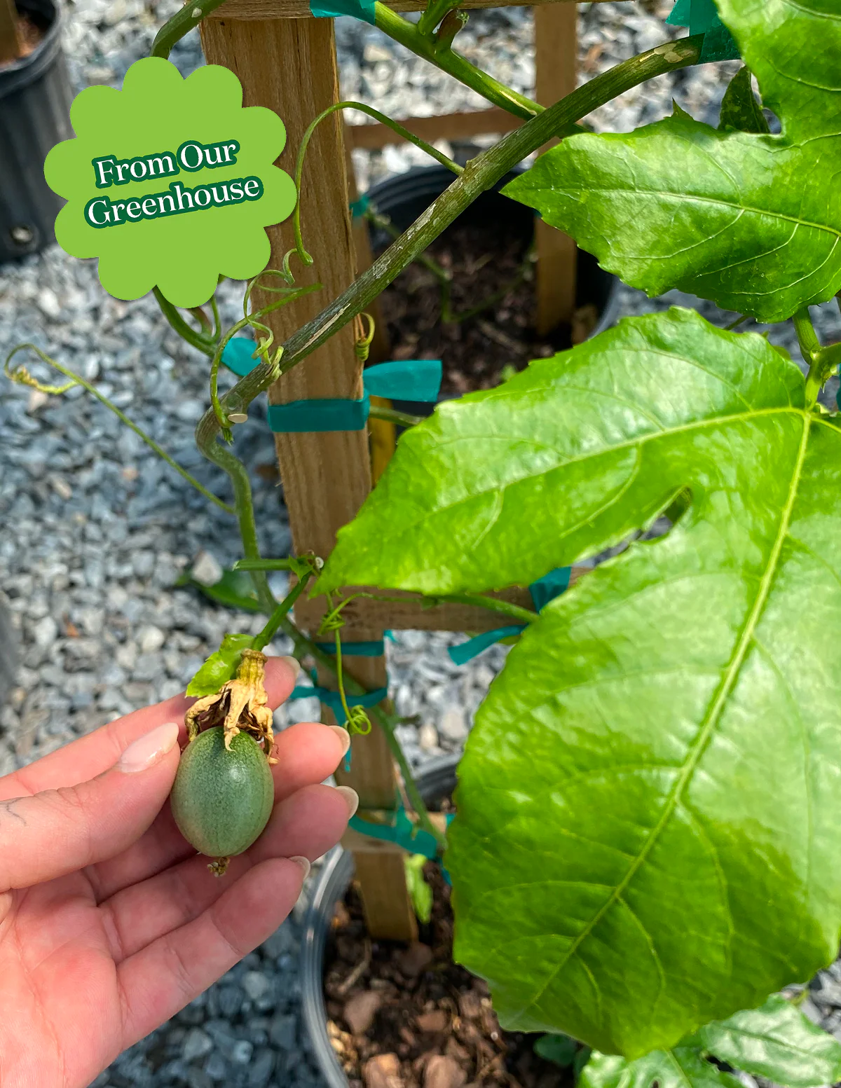Passion Fruit Vine - Image 5
