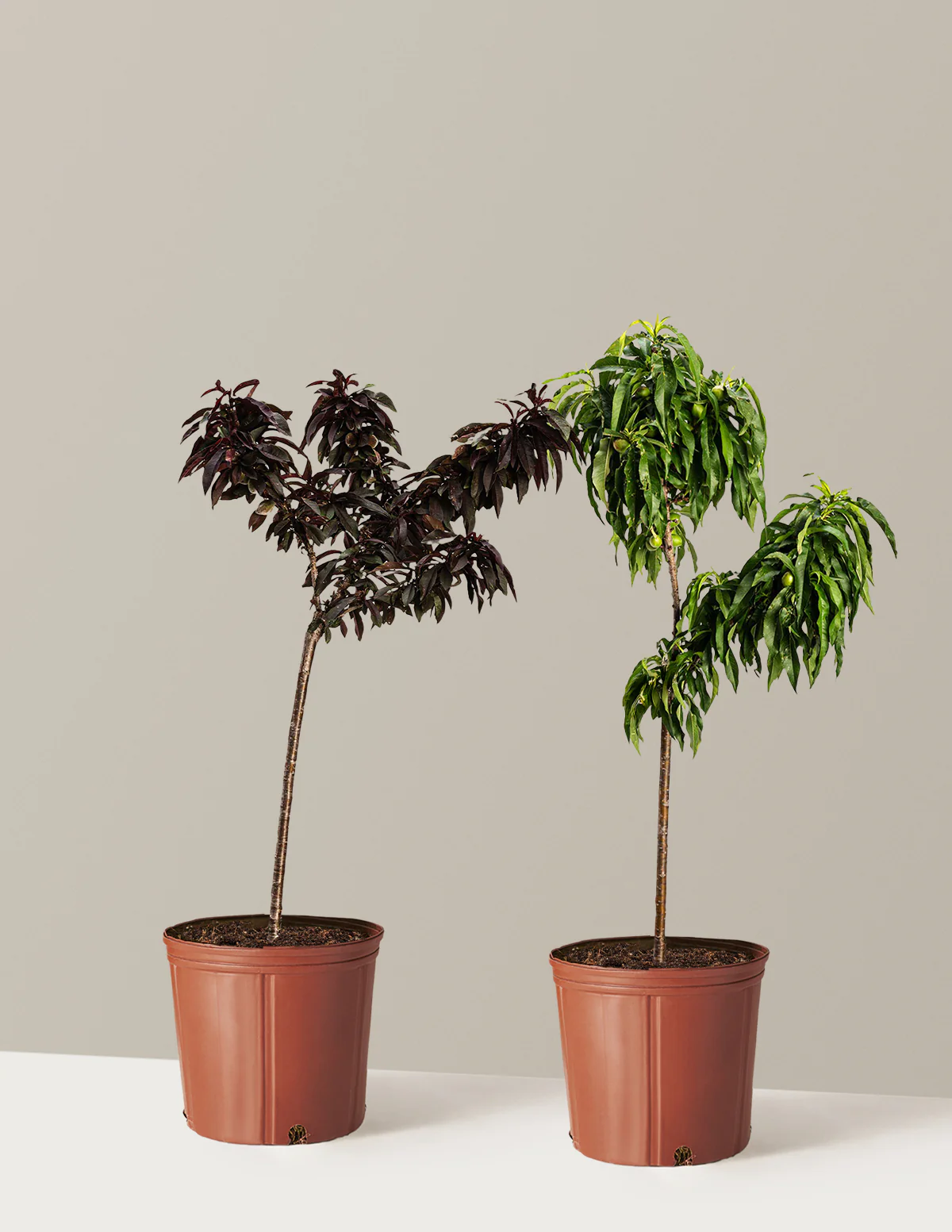 Patio Peach Tree Bundle