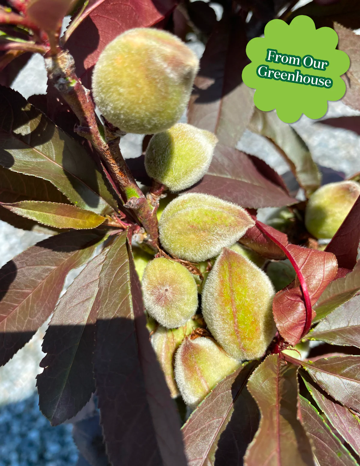 Patio Peach Tree Bundle - Image 2