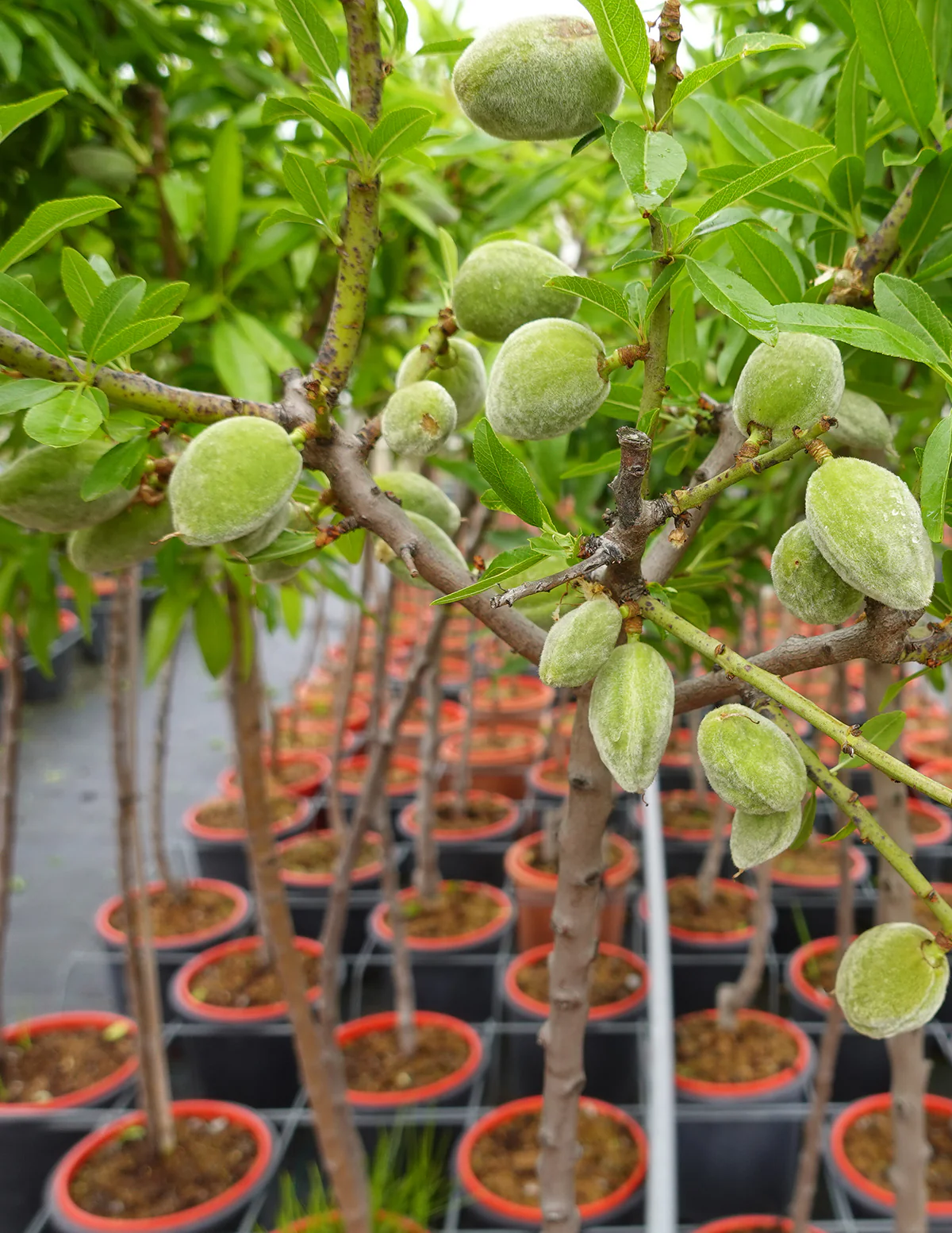 Patio Peach Tree Bundle - Image 3