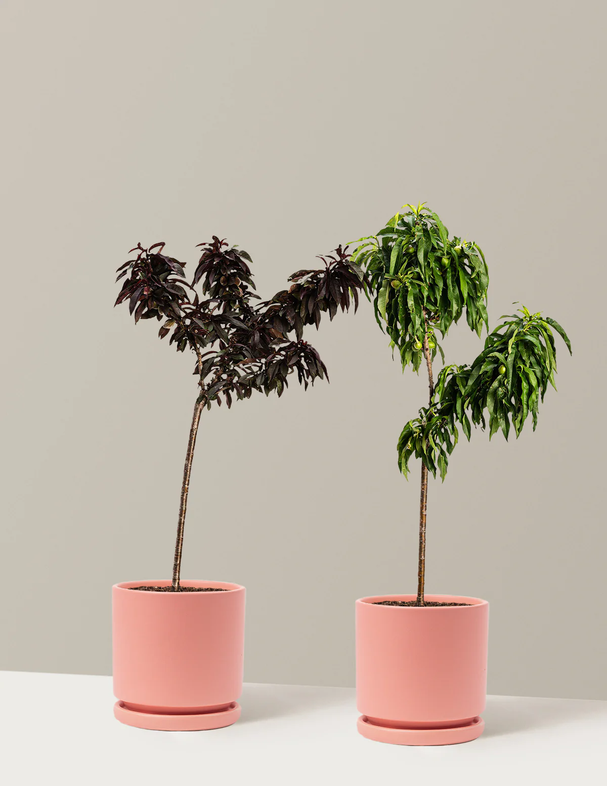 Patio Peach Tree Bundle - Image 4