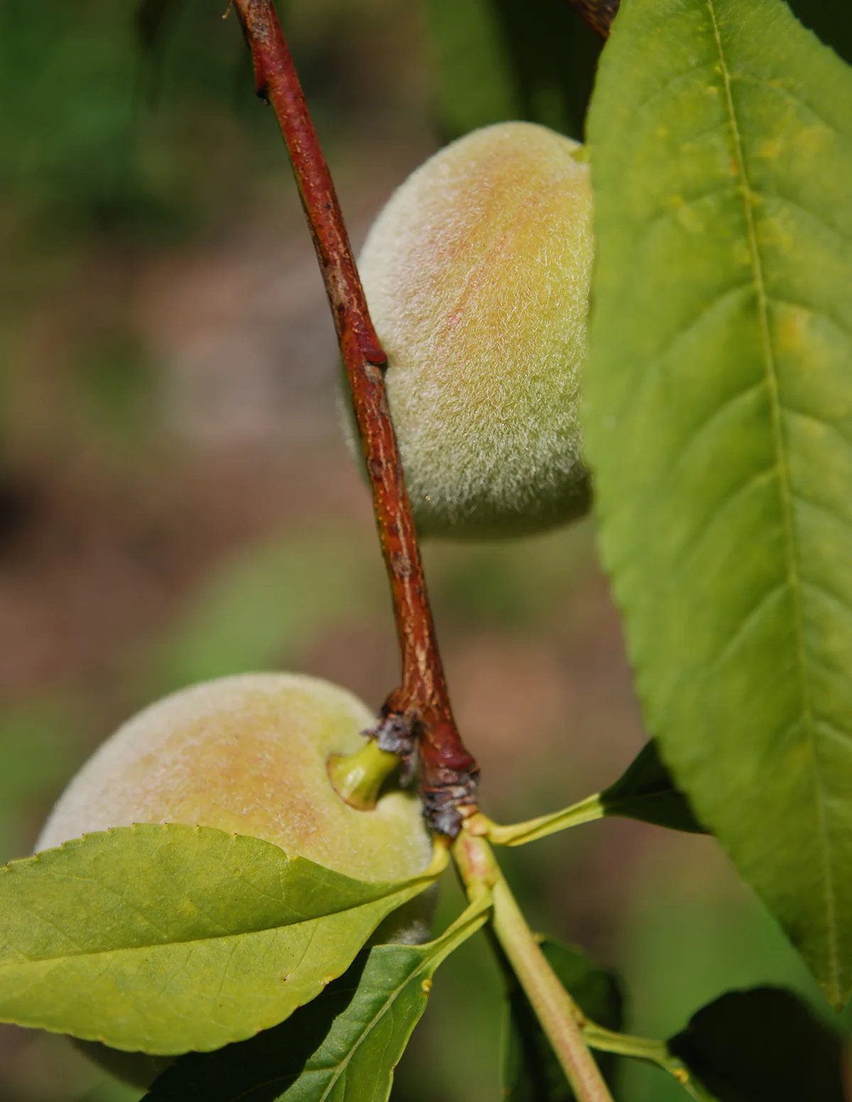 Patio Peach Tree Bundle - Image 5