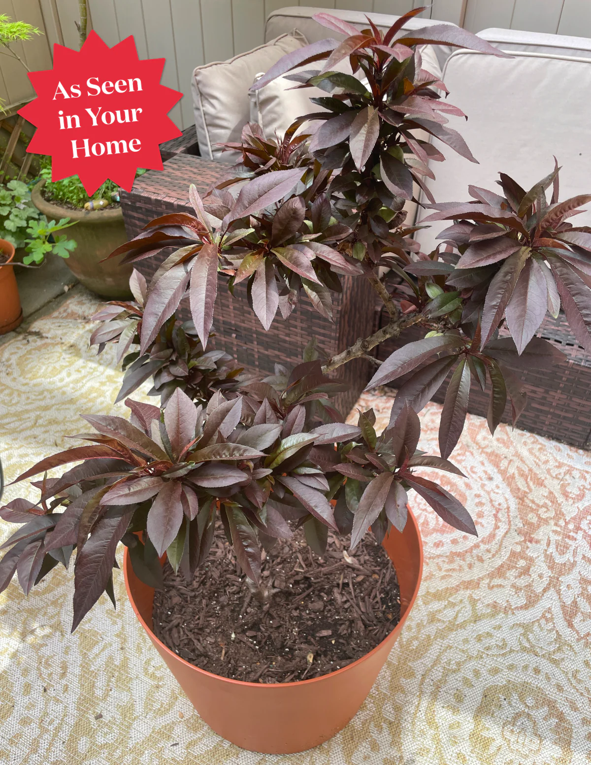 Patio Peach Tree Bundle - Image 6