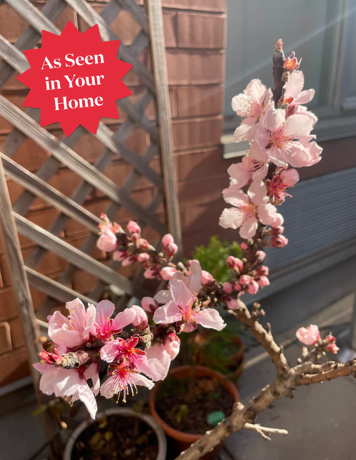 Patio Peach Tree Bundle - Image 7