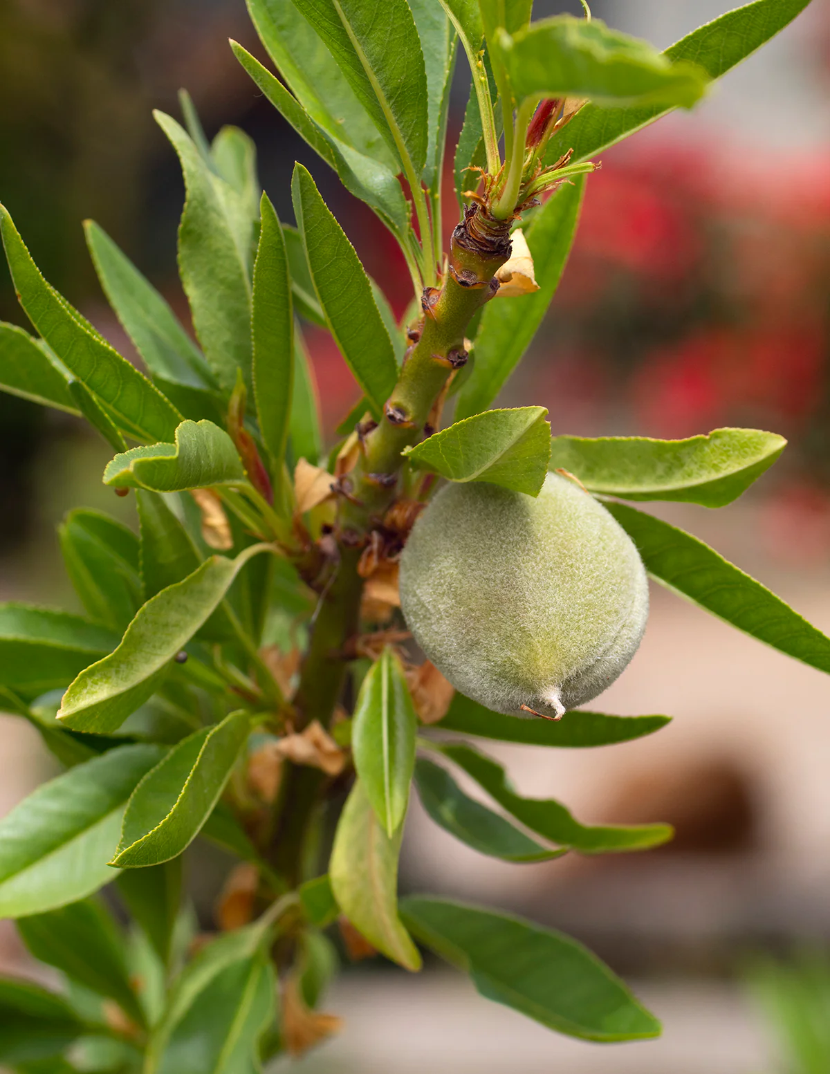 Patio Peach Tree Bundle - Image 8