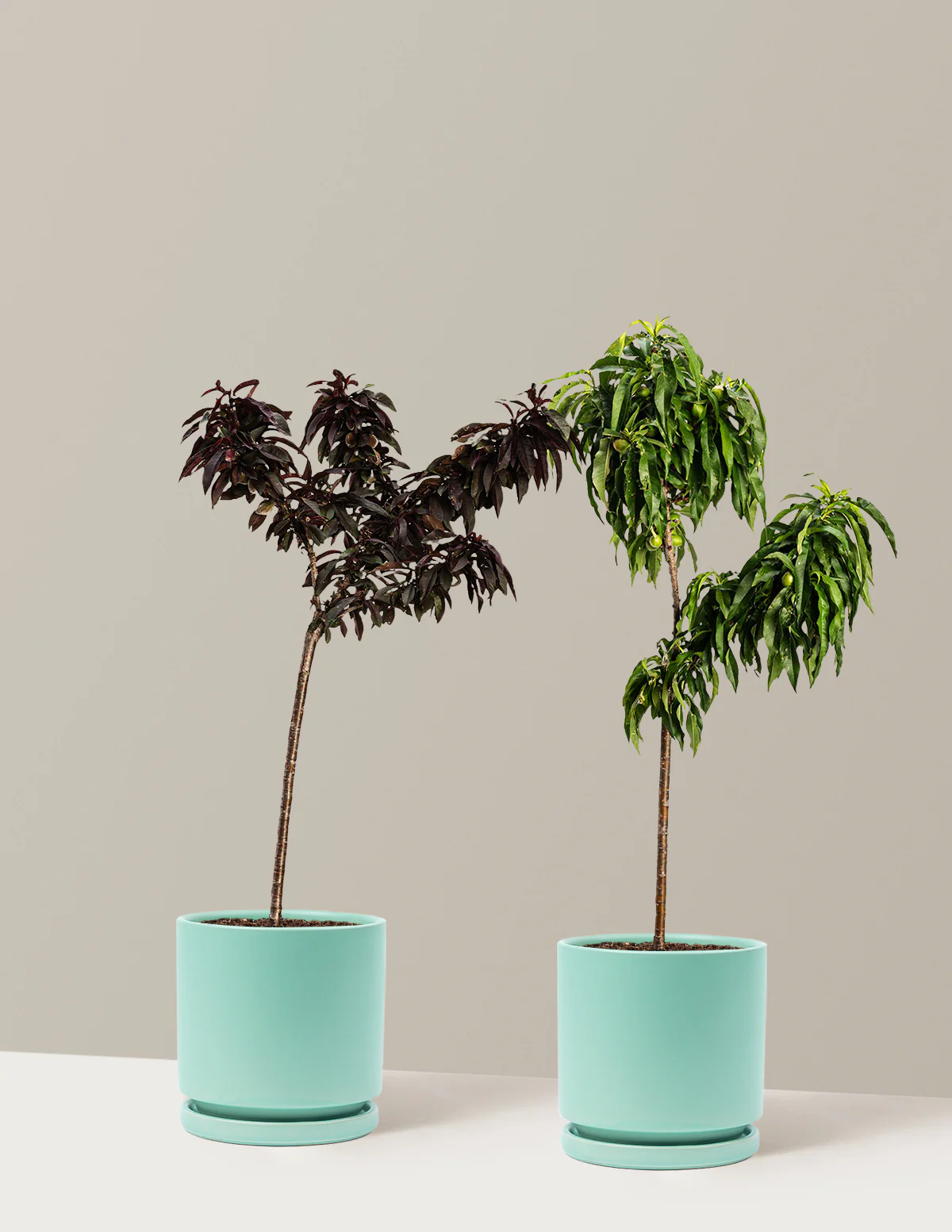 Patio Peach Tree Bundle - Image 9