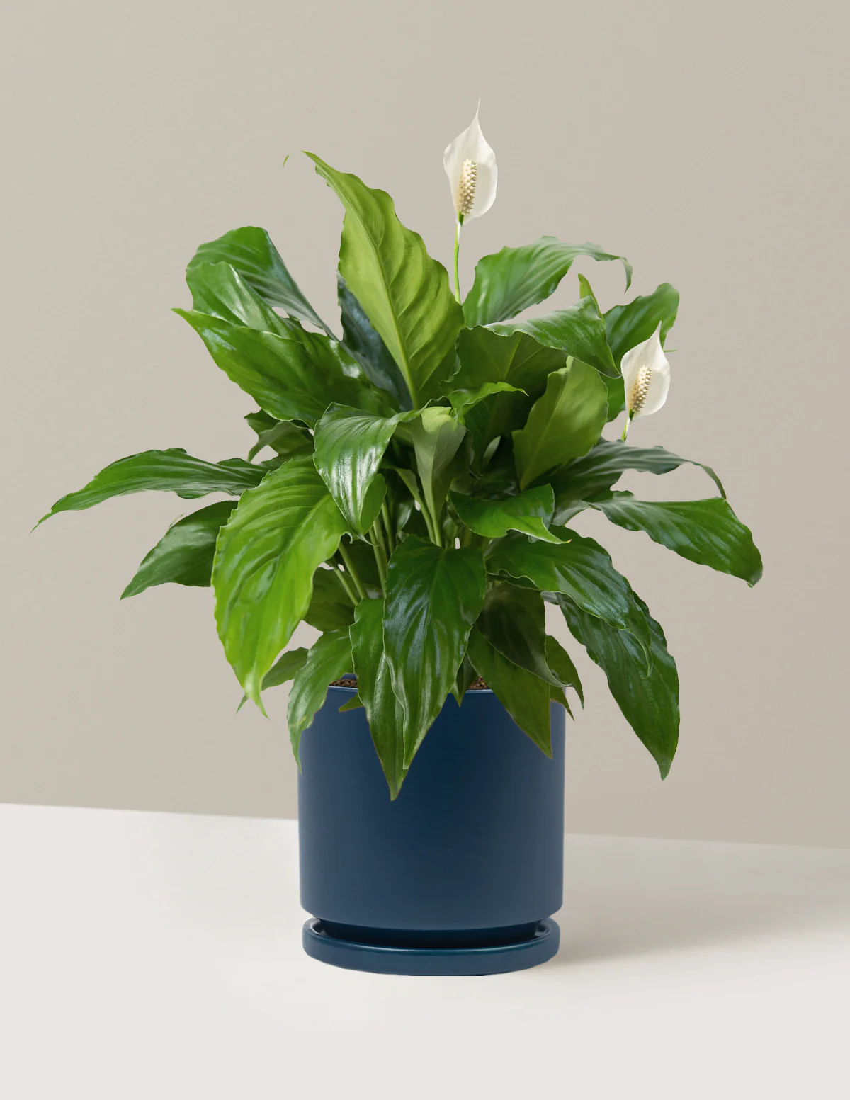 Peace Lily - Image 10