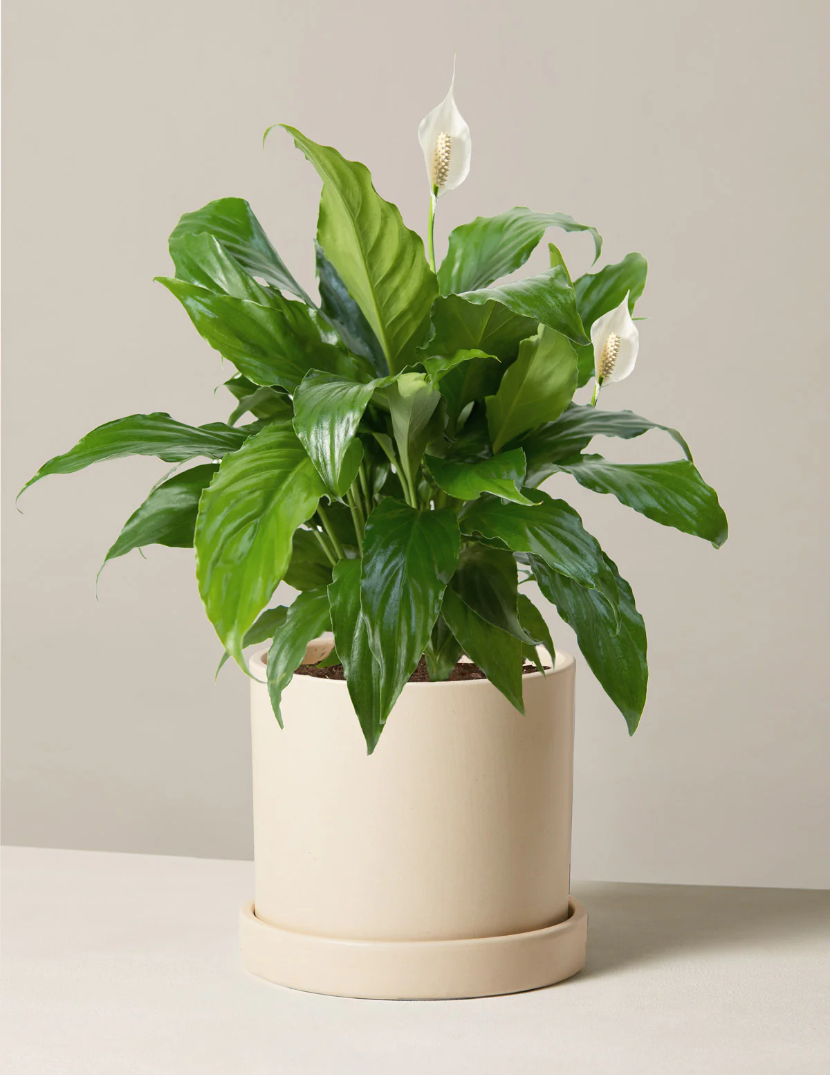 Peace Lily - Image 11
