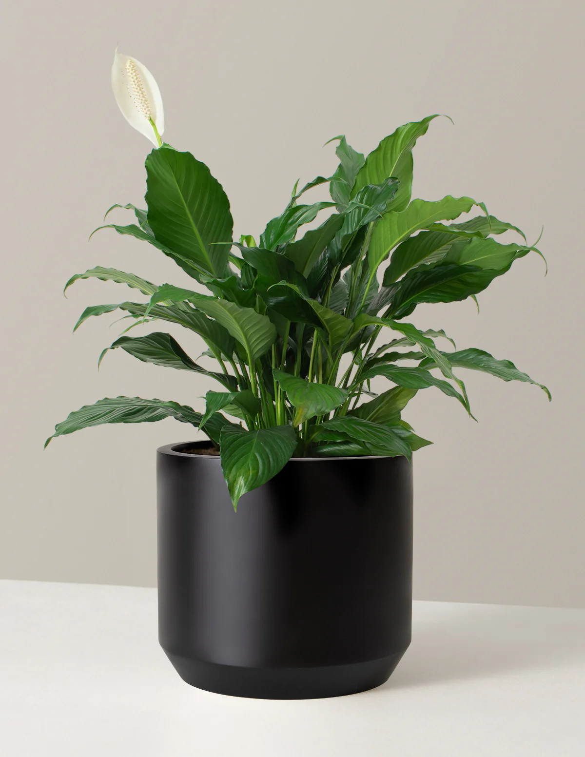 Peace Lily - Image 12