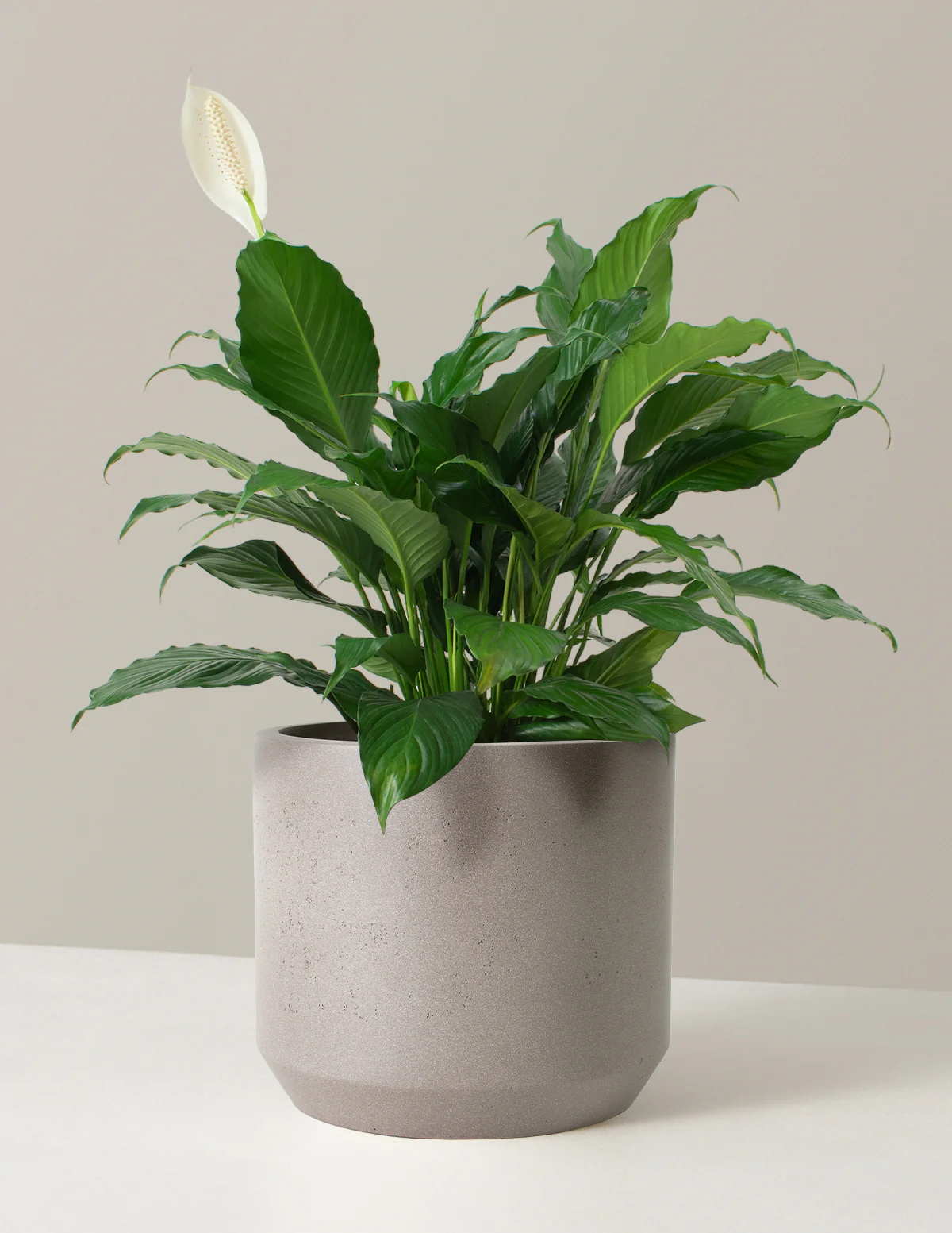 Peace Lily - Image 13
