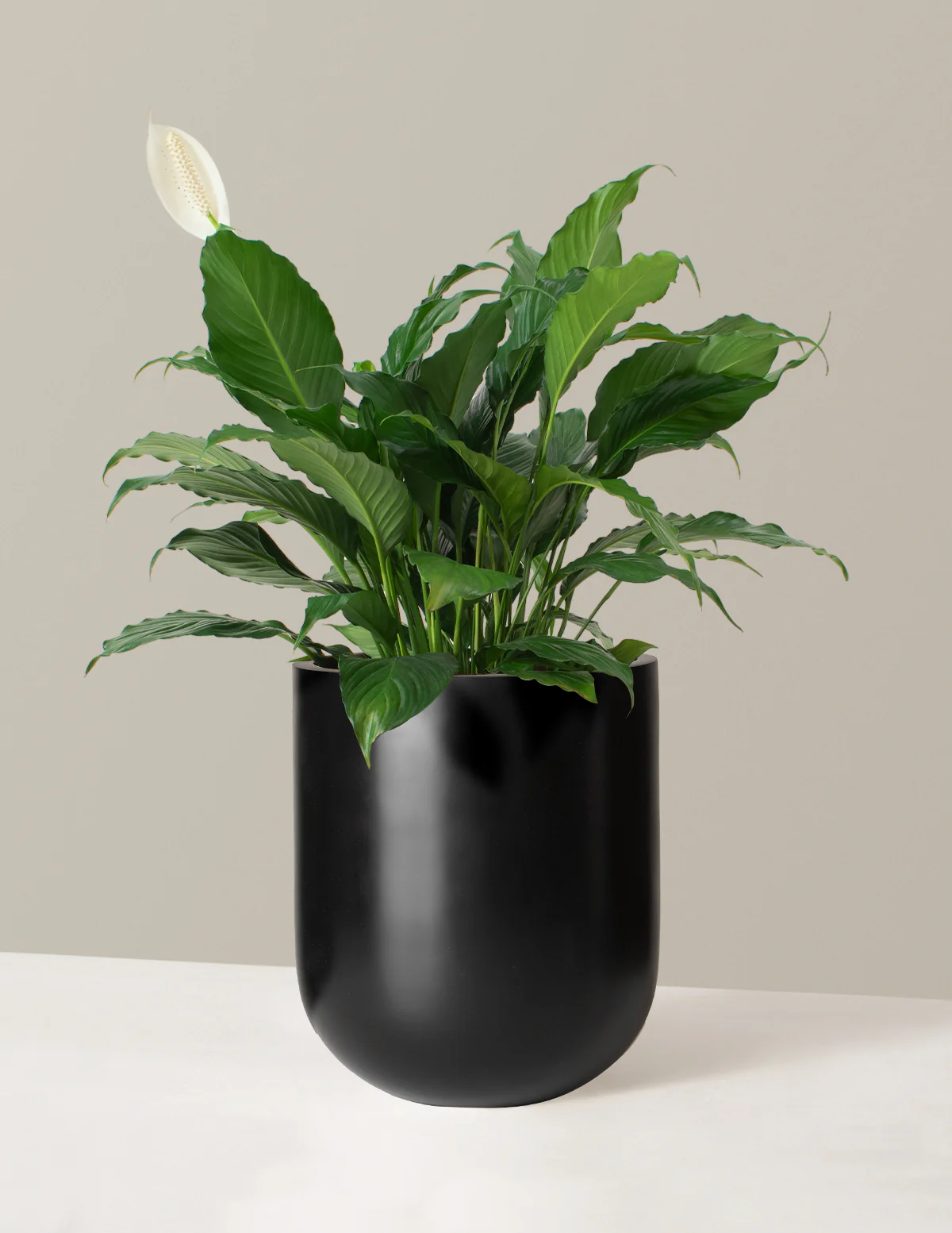 Peace Lily - Image 14