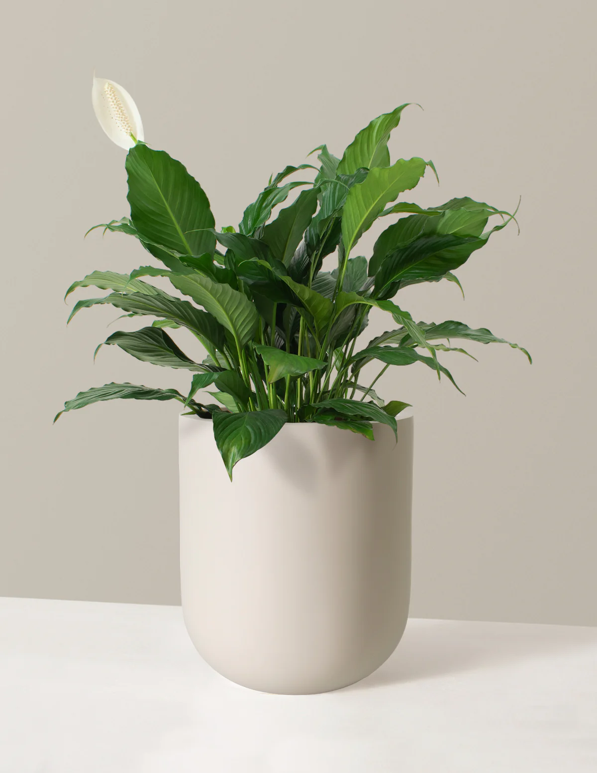 Peace Lily - Image 15