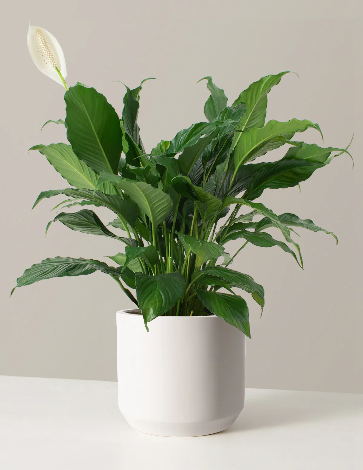 Peace Lily - Image 16