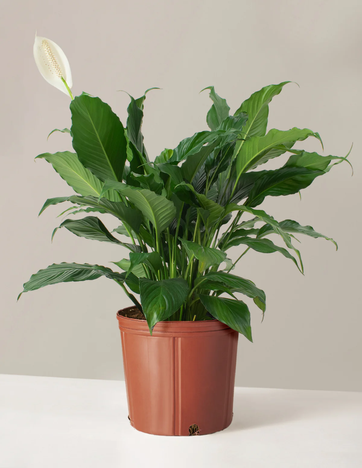 Peace Lily - Image 17