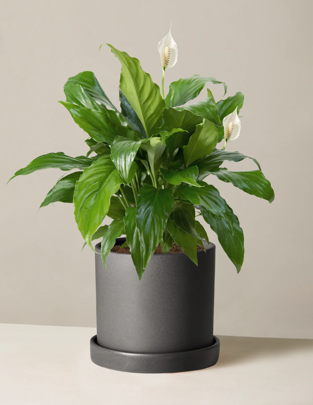 Peace Lily - Image 18