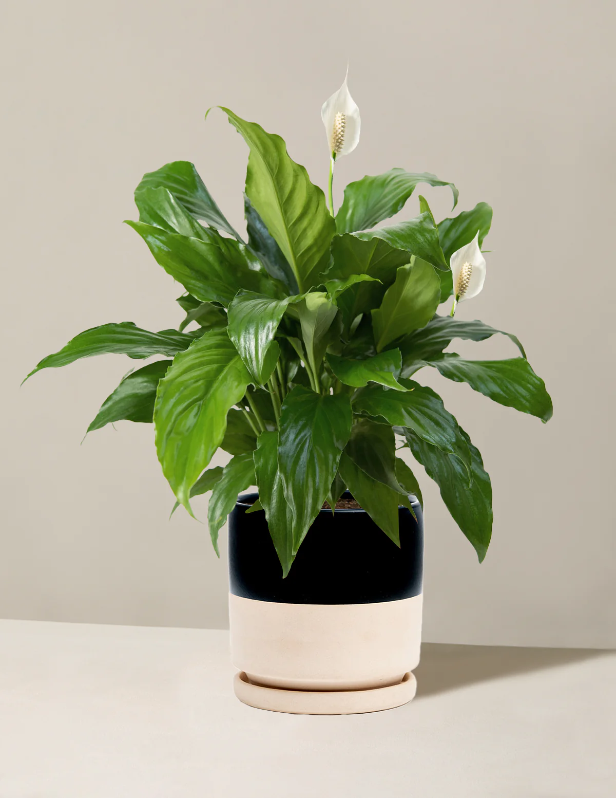 Peace Lily - Image 19