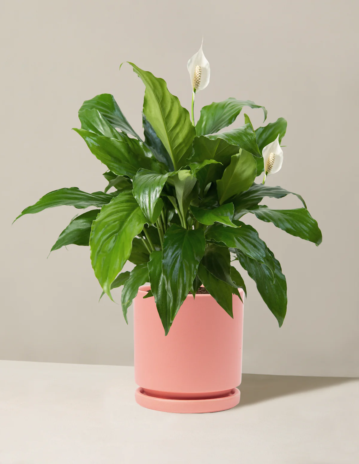 Peace Lily - Image 20