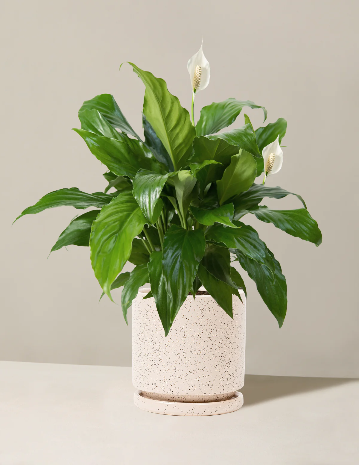 Peace Lily - Image 21