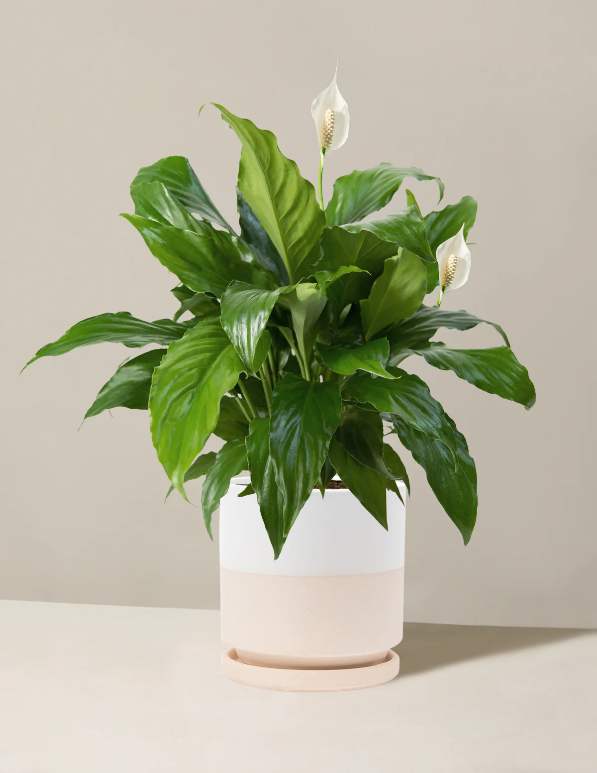 Peace Lily - Image 22