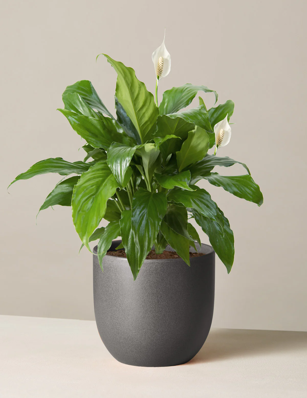 Peace Lily - Image 23