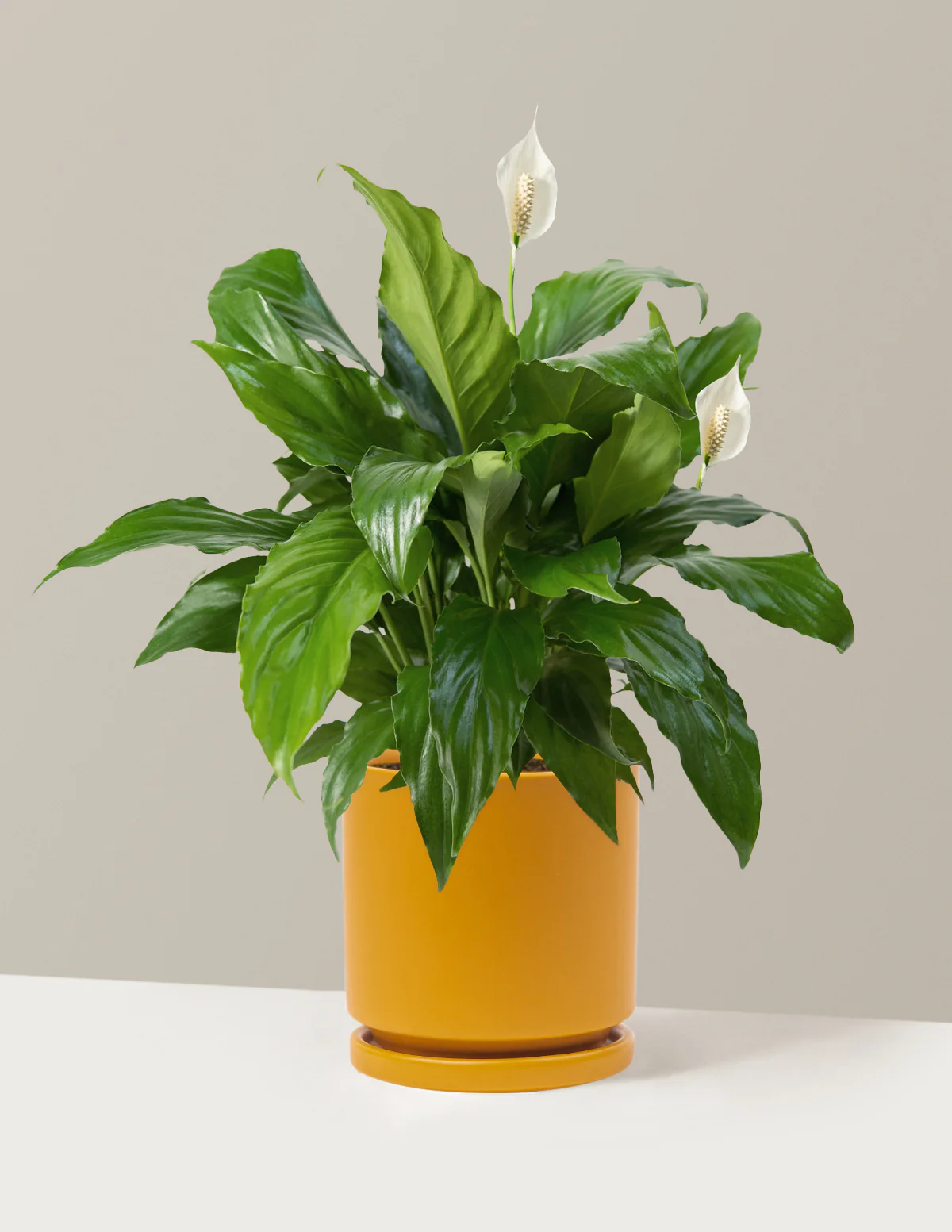 Peace Lily - Image 24