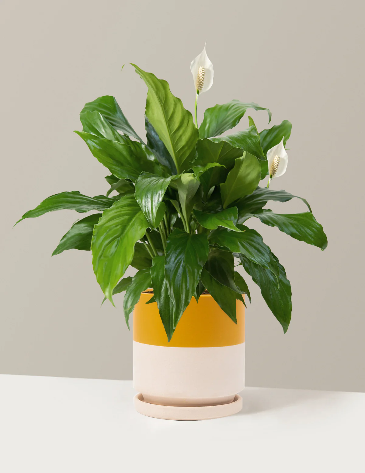 Peace Lily - Image 25