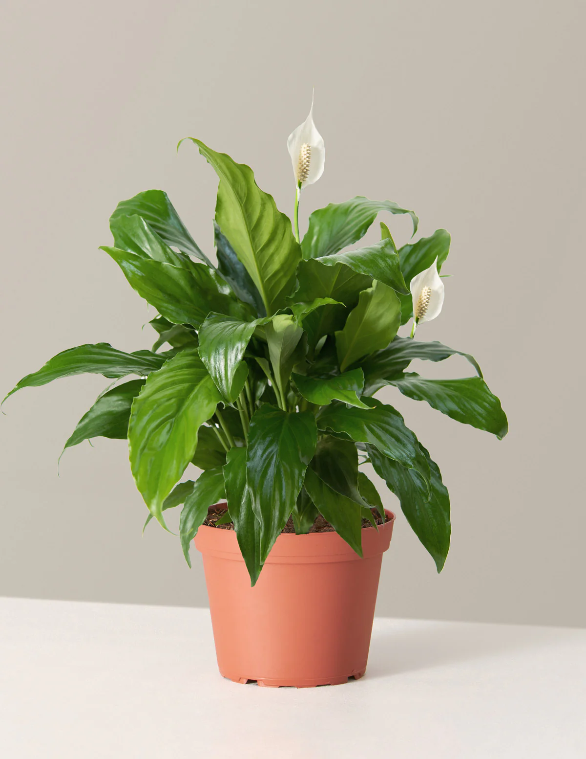 Peace Lily - Image 26