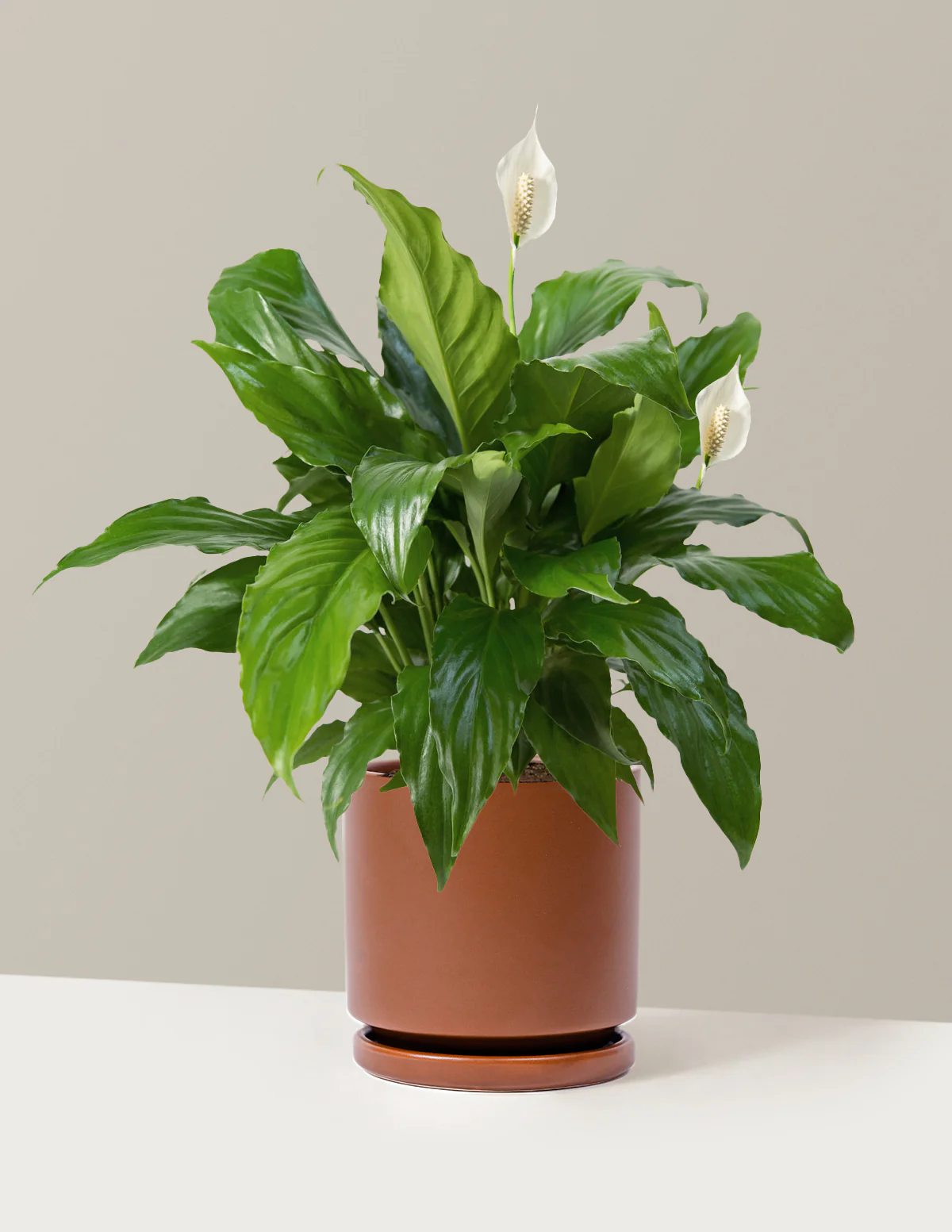 Peace Lily - Image 27