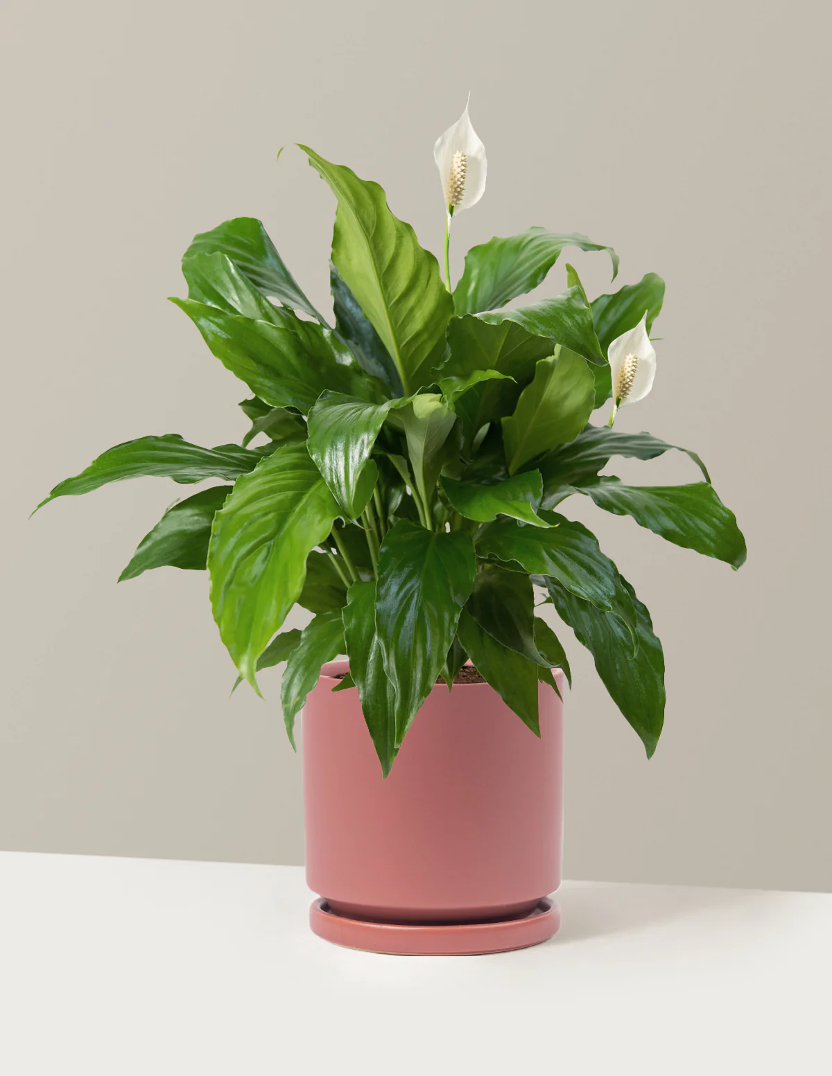 Peace Lily - Image 28