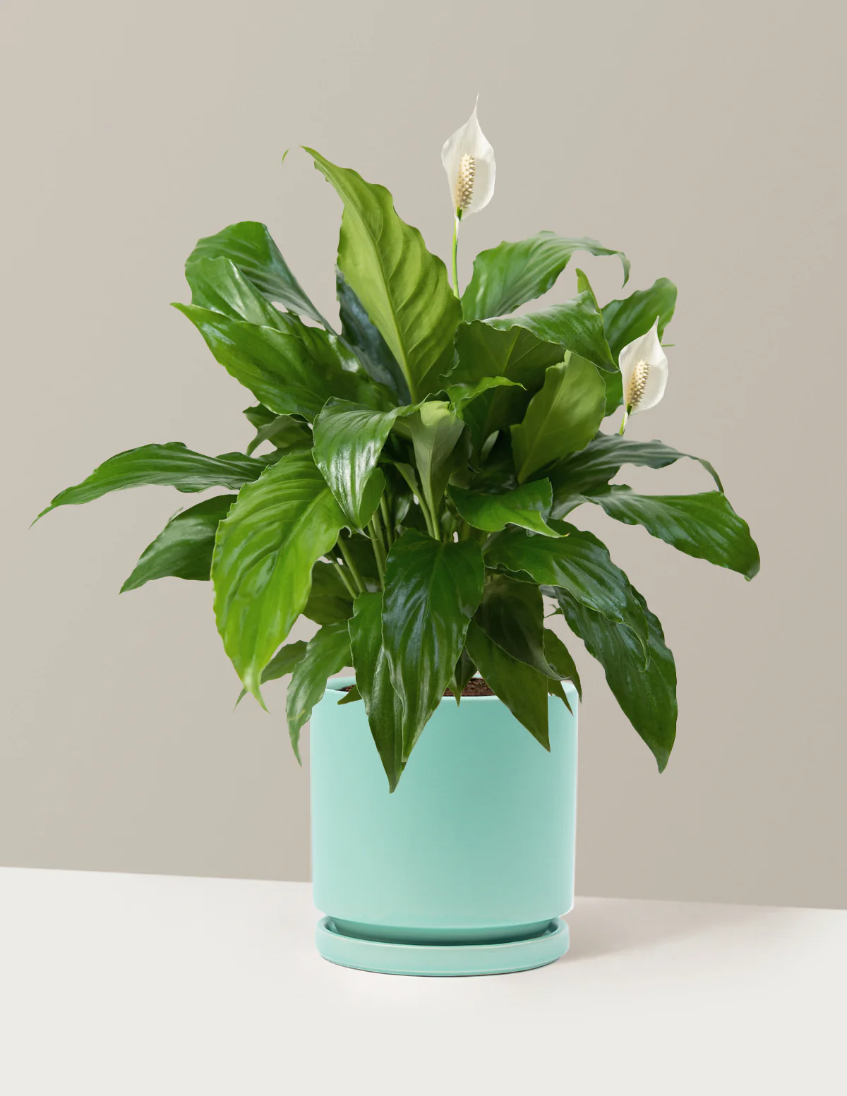 Peace Lily - Image 29