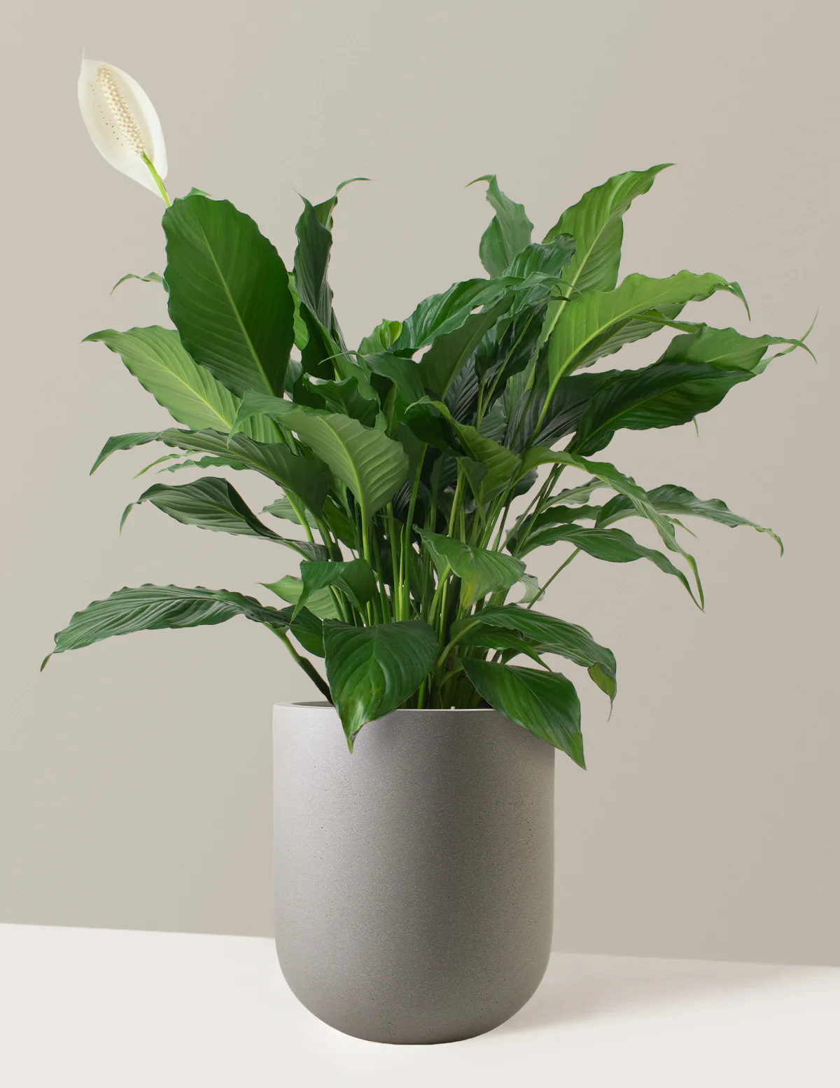 Peace Lily - Image 3