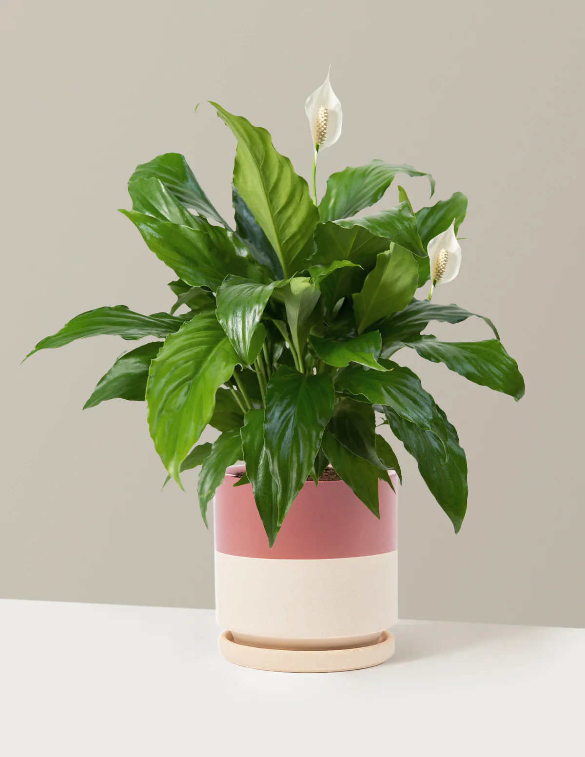 Peace Lily - Image 30