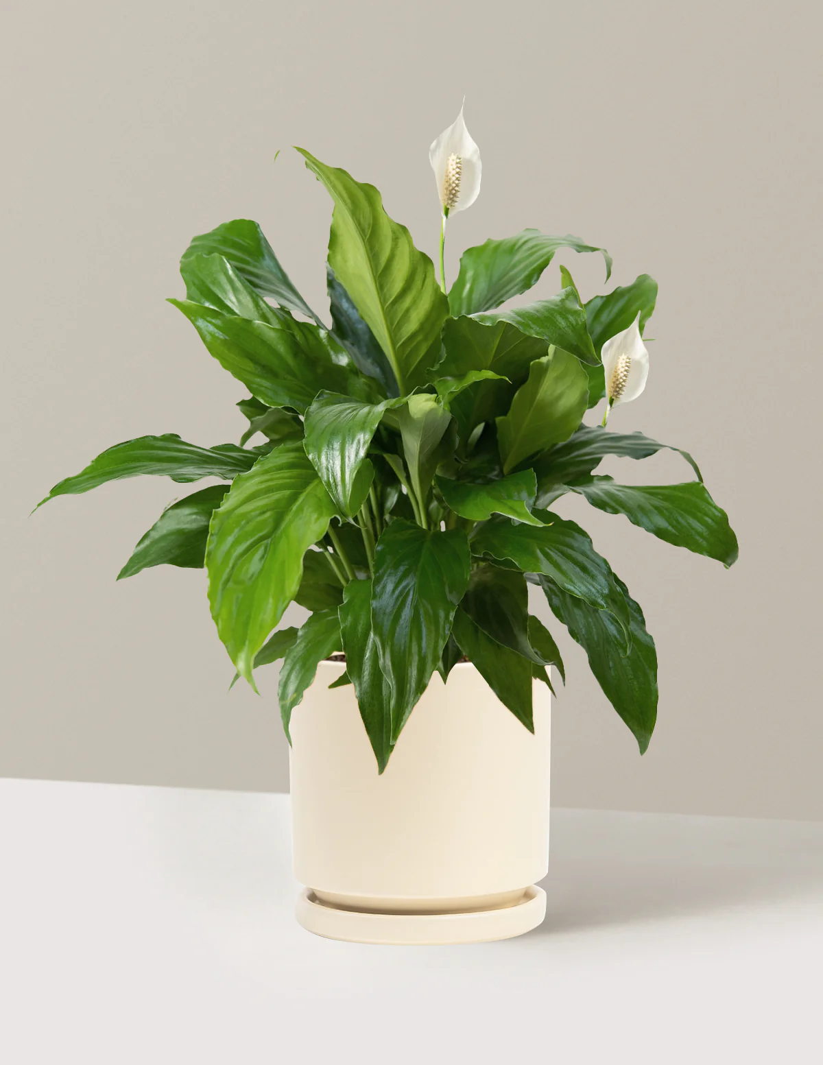 Peace Lily - Image 31