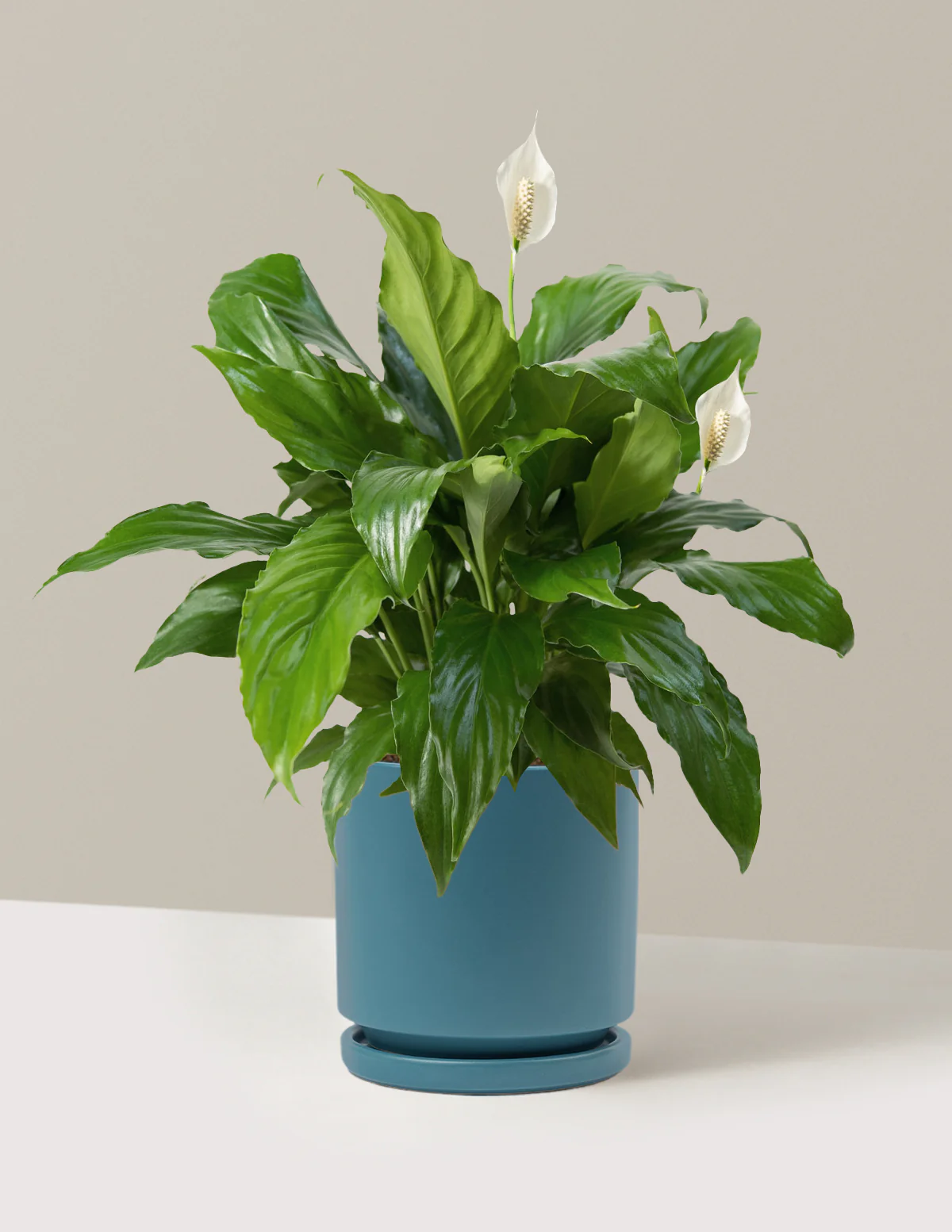 Peace Lily - Image 32