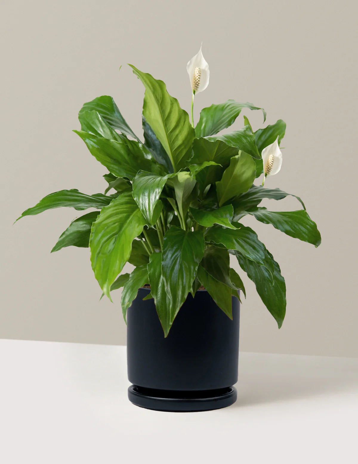Peace Lily - Image 33