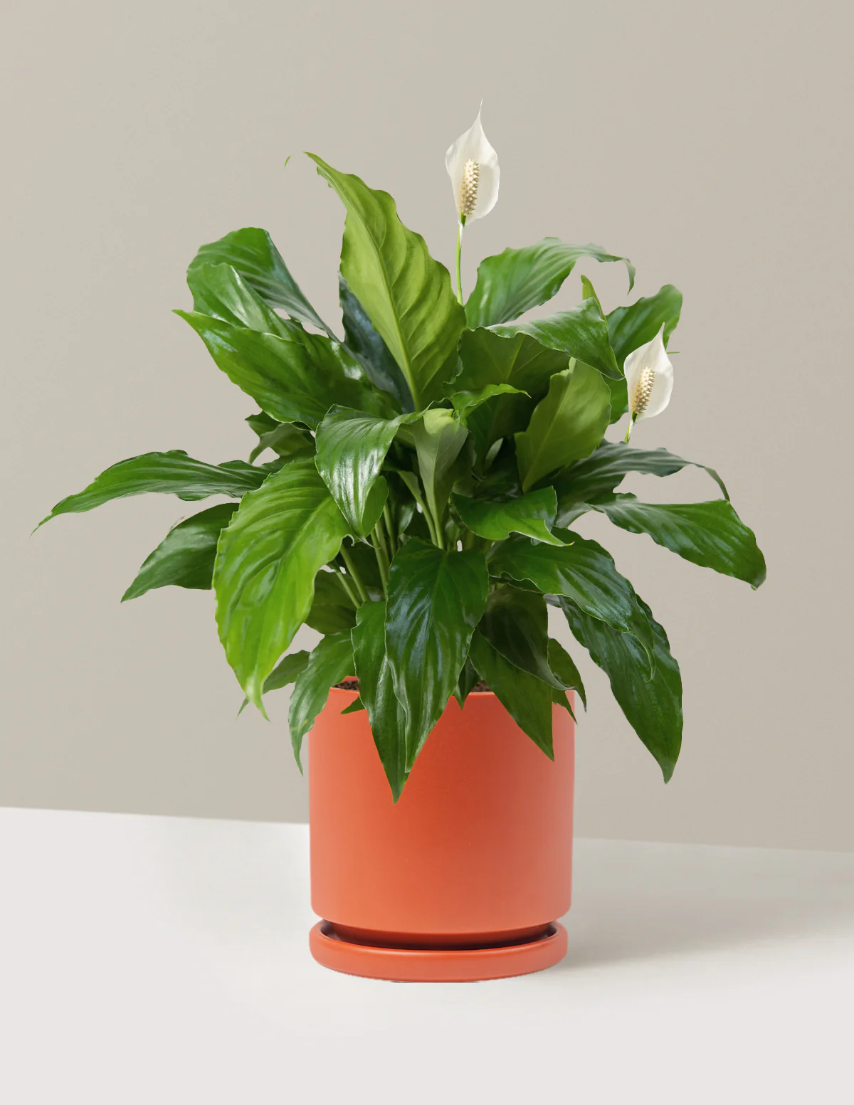 Peace Lily - Image 34