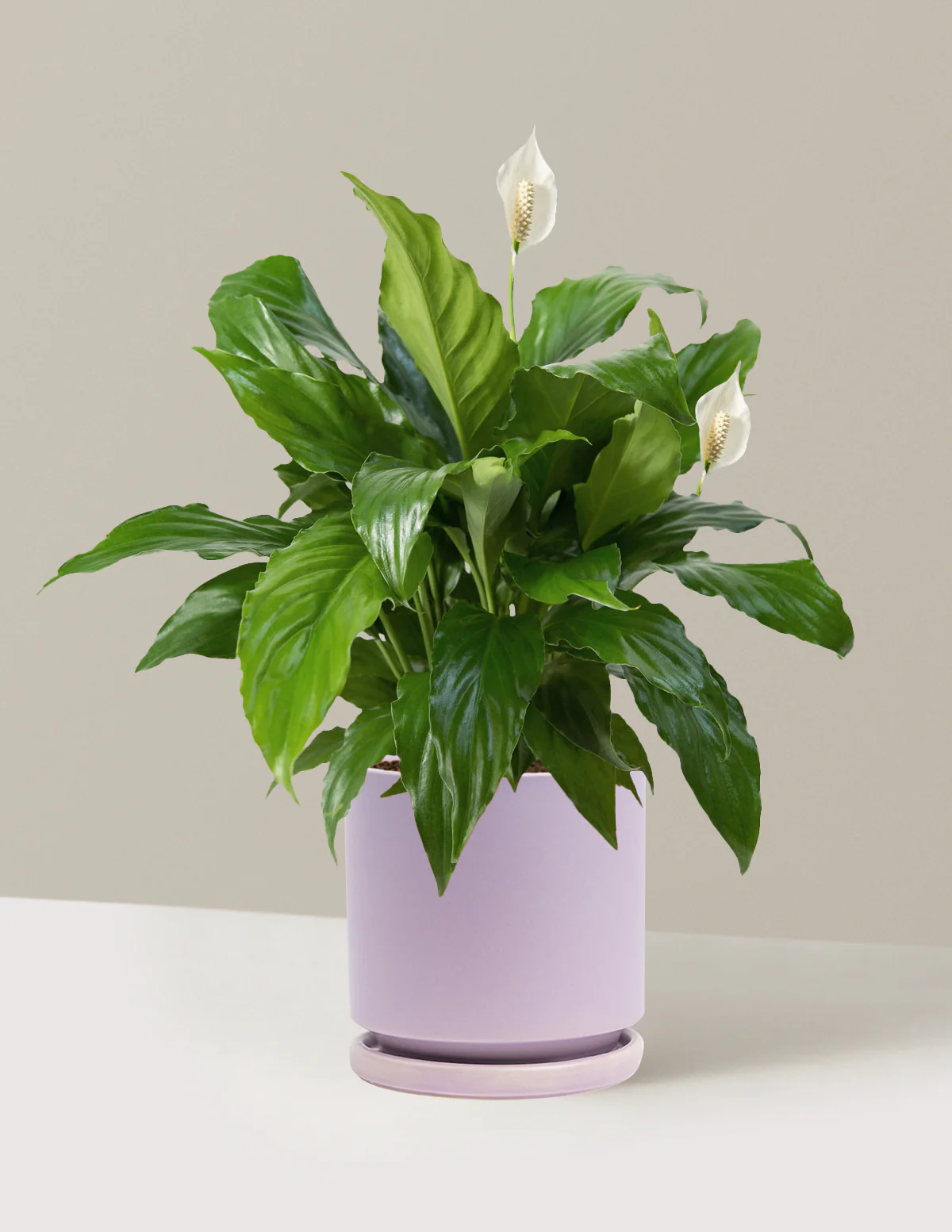 Peace Lily - Image 4