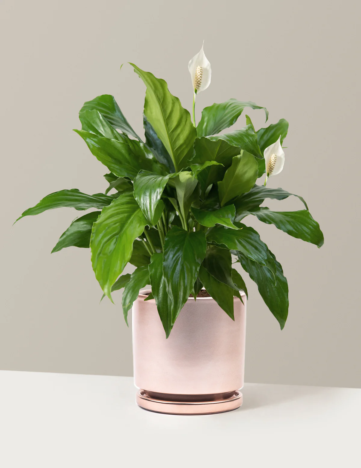 Peace Lily - Image 5