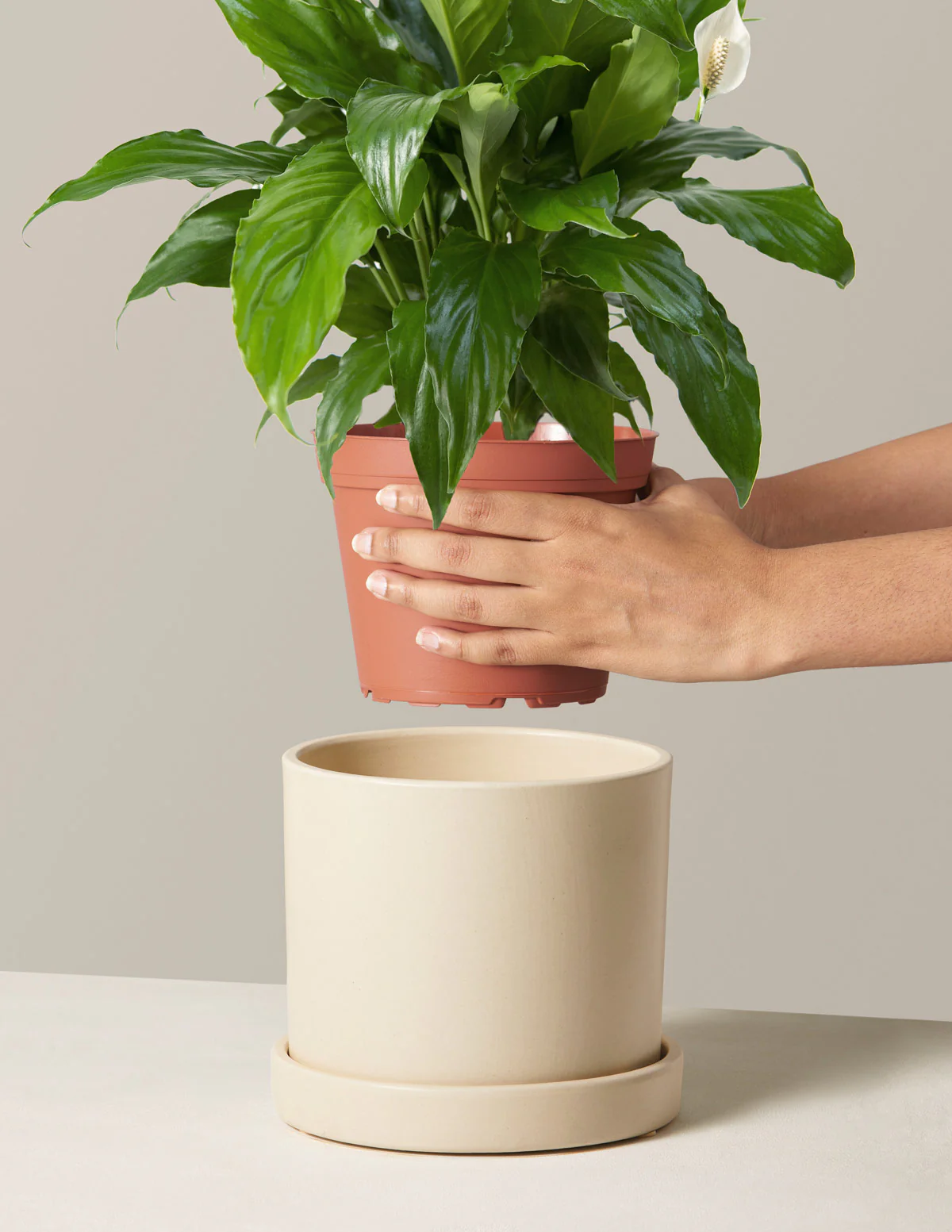 Peace Lily - Image 8
