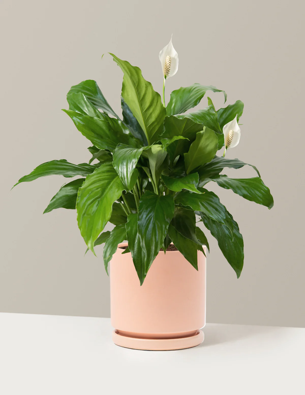 Peace Lily - Image 9