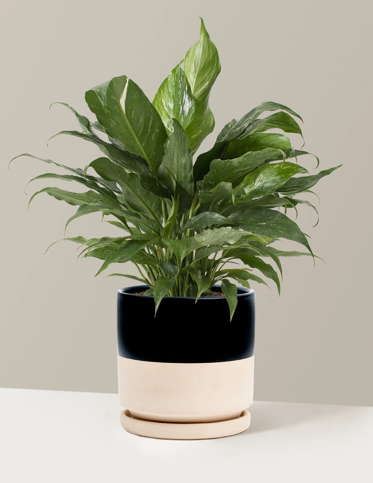 Peace Lily Domino - Image 12