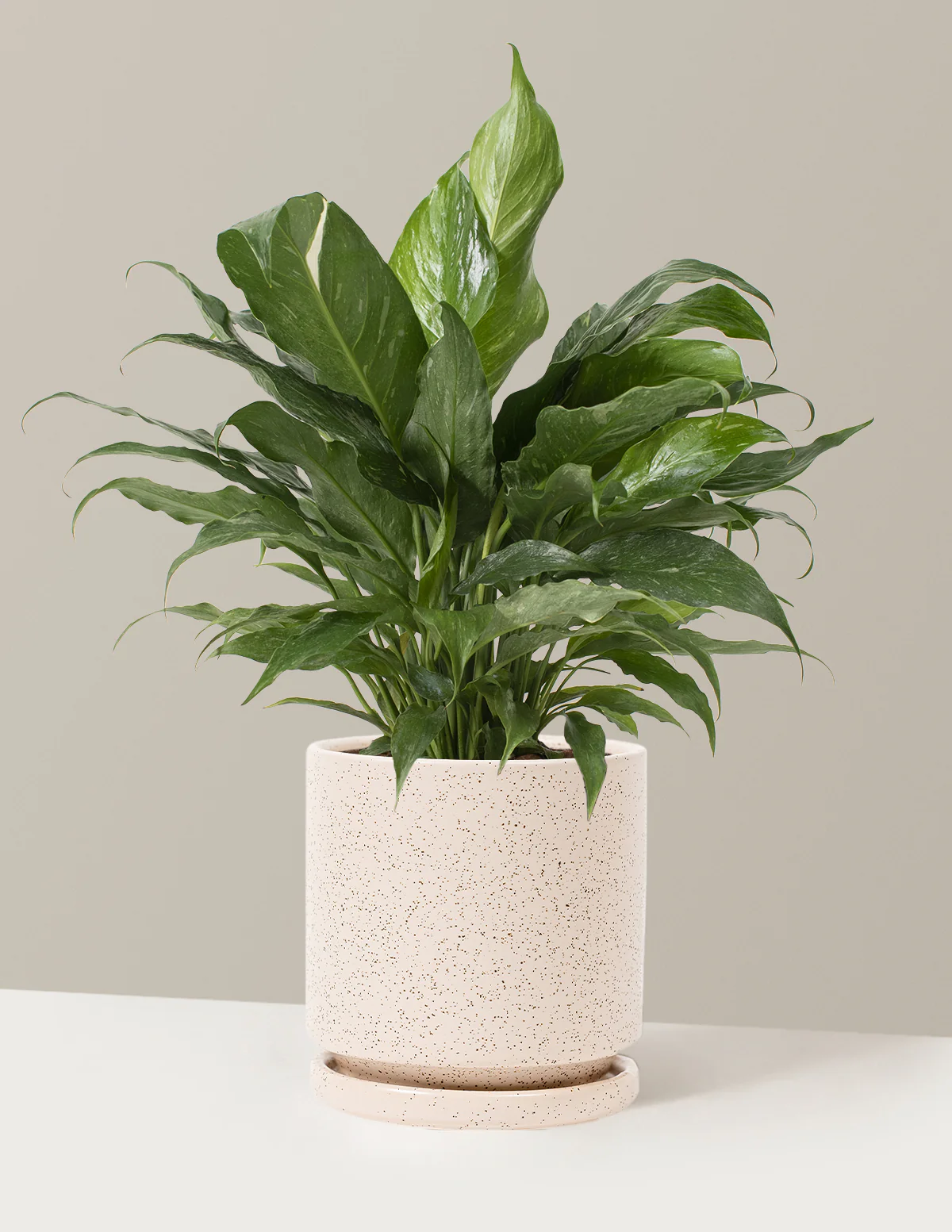 Peace Lily Domino - Image 9