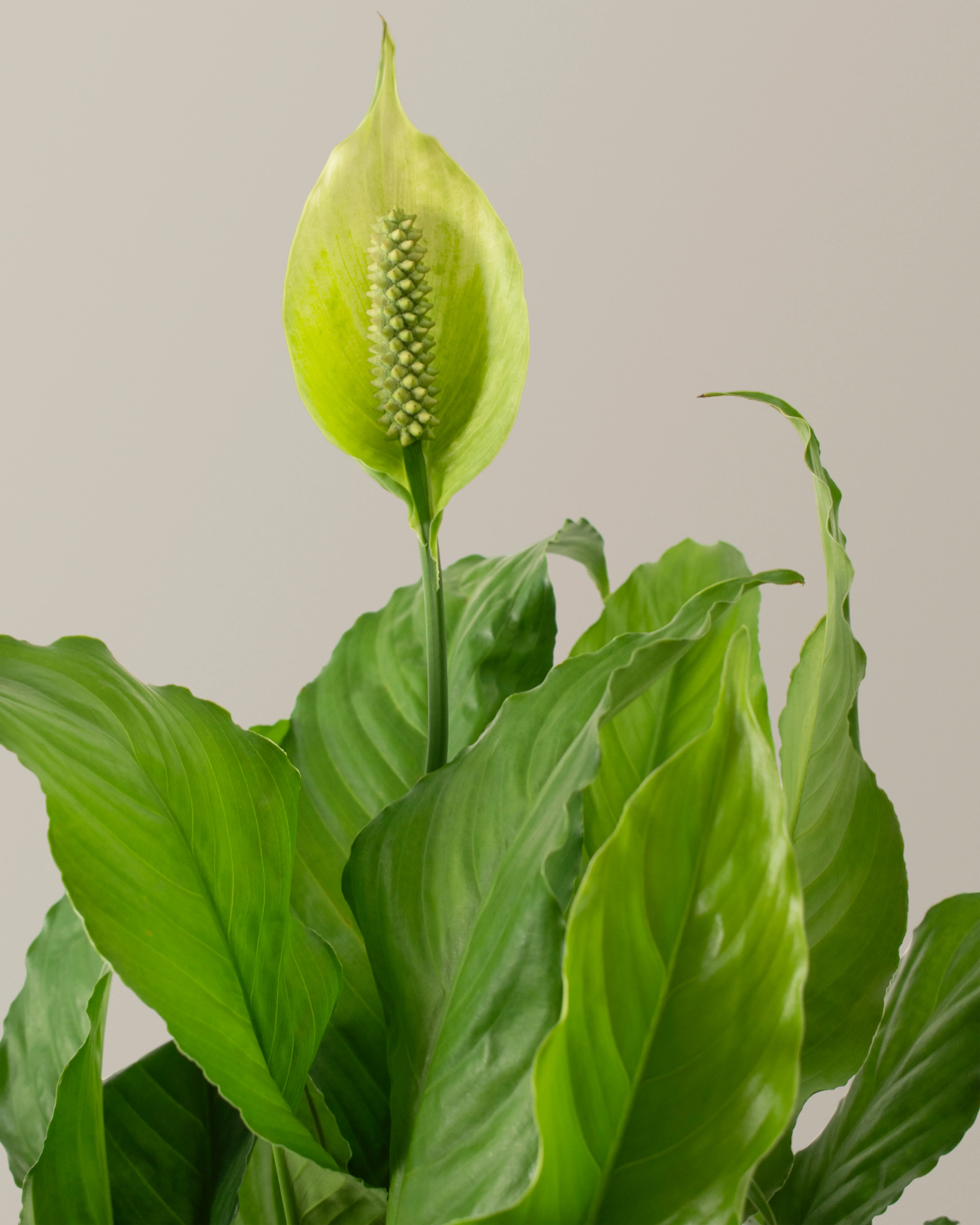 Peace Lily Party Pack - Image 3