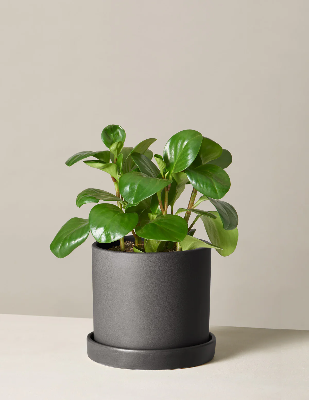Baby Rubber Plant - Image 19
