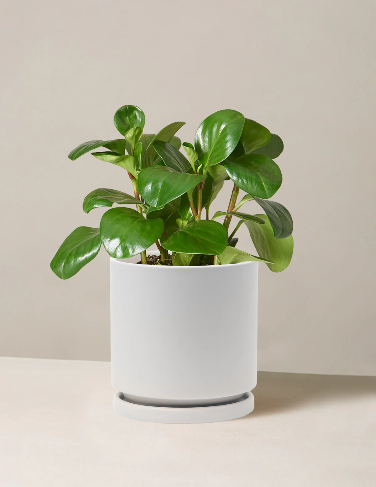 Baby Rubber Plant - Image 28