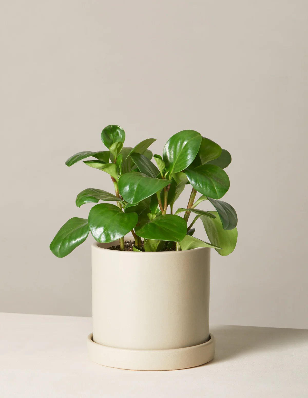 Baby Rubber Plant - Image 29