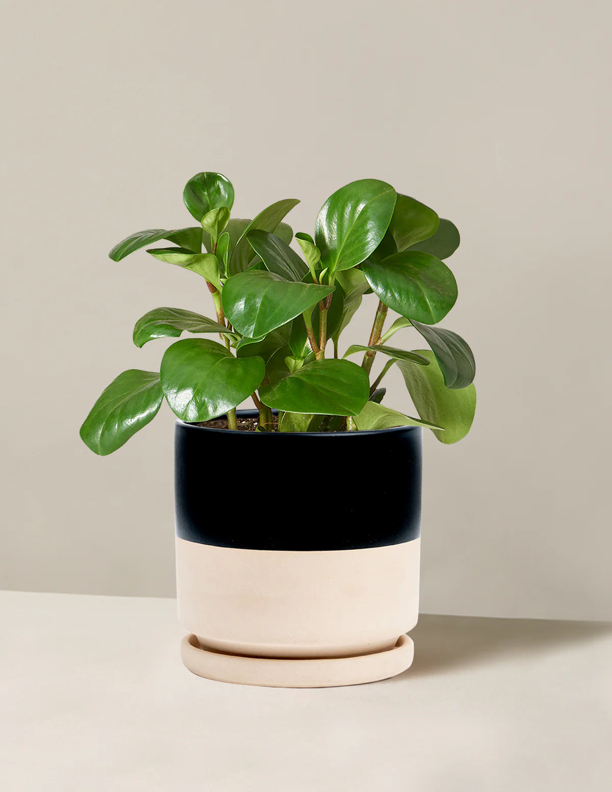 Baby Rubber Plant - Image 30