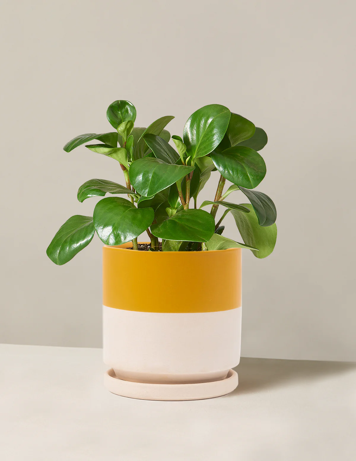 Baby Rubber Plant - Image 31