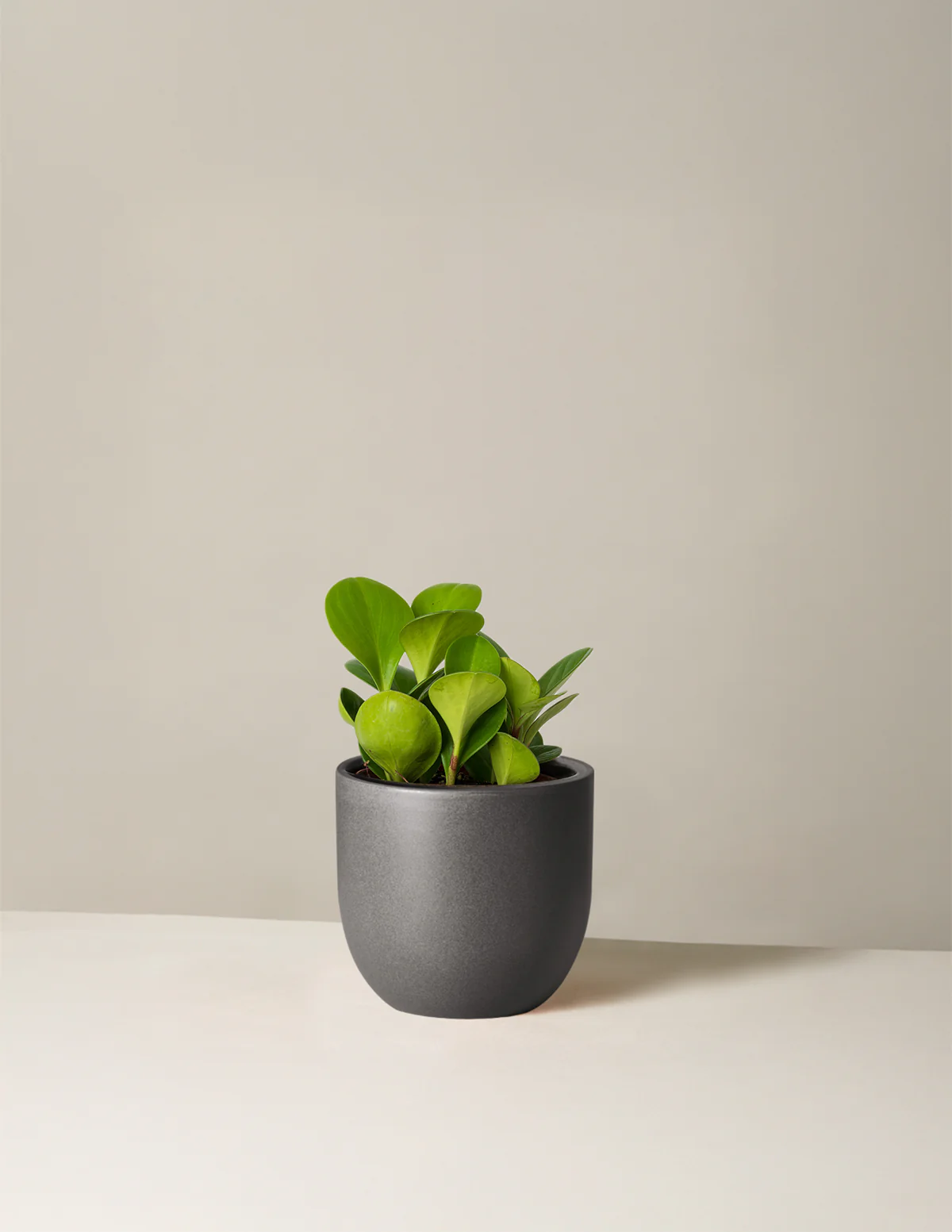 Baby Rubber Plant - Image 36